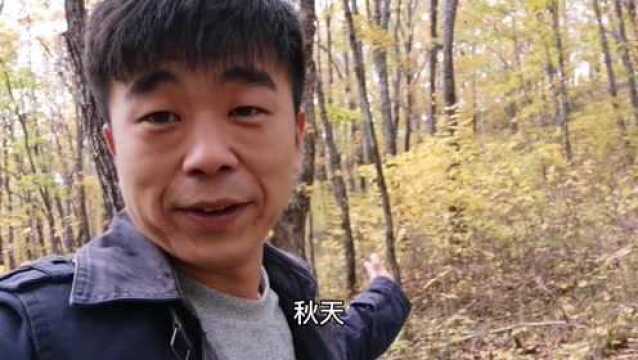 野生核桃为什么不能做文玩,张乐告诉你答案