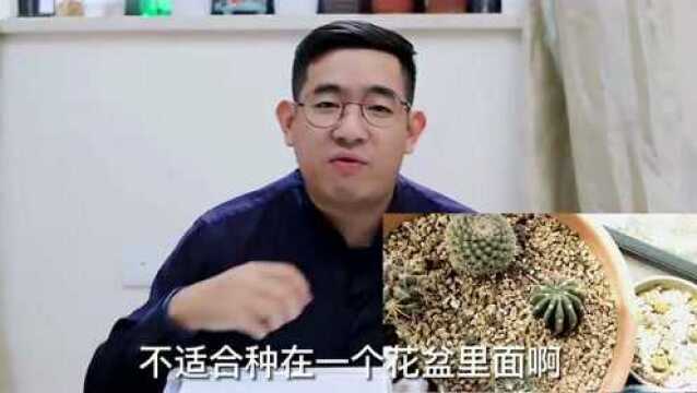 河南花友参与《秀花》投稿