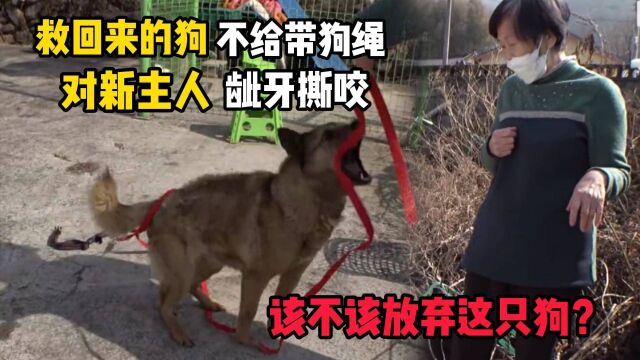 狗肉馆的狗能救吗?救回家的狗竟攻击新主人!专家建议尽早处理它