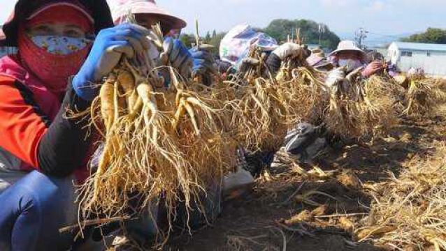 韩国农民靠种地,日产100斤人参,加工成粉末赚5500万韩元,专卖中国人