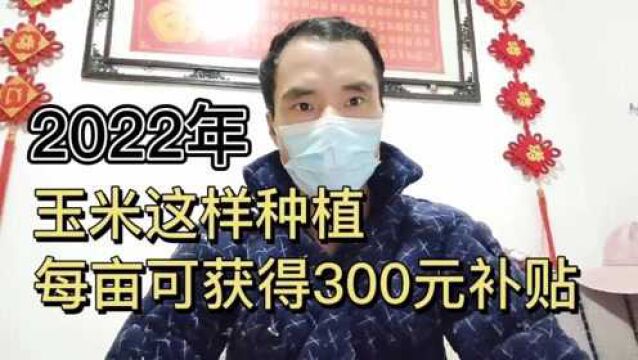 2022年,玉米这样种植,每亩可获得300元补贴