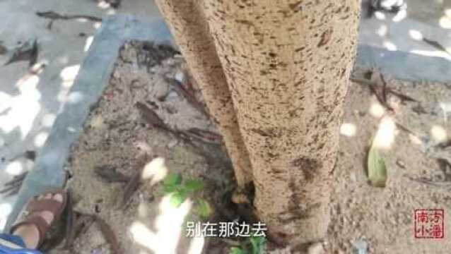 学习绑吊床绳子打结,打法既简单又结实,让躺平有保障