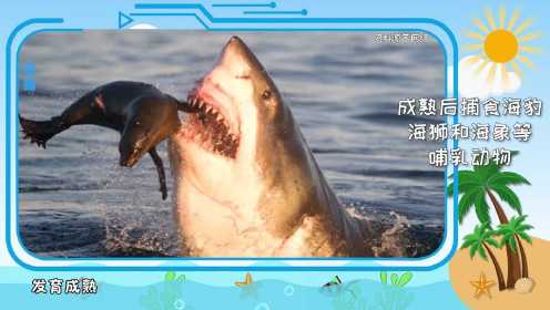 第01集 奇趣海洋之最-大白鲨篇