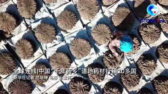 全球连线|中国“千年药乡”道地药材行销20多国