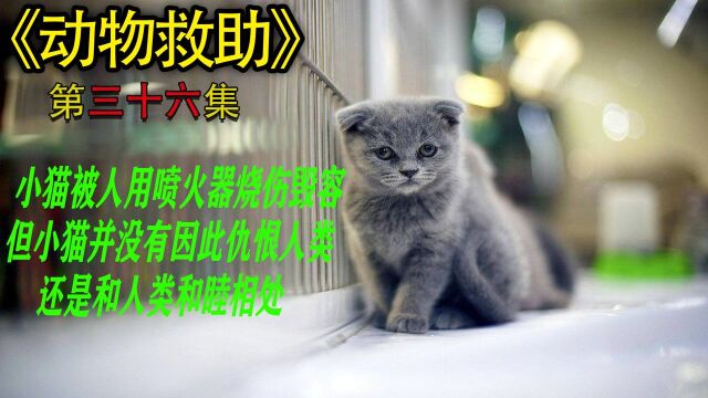 救助被人烧伤的小猫