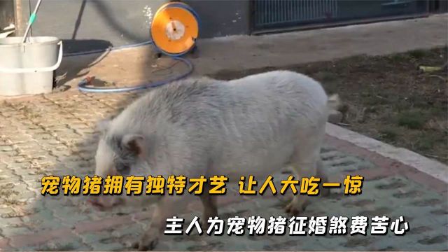 宠物猪拥有独特才艺,让人大吃一惊,主人为宠物猪征婚煞费苦心