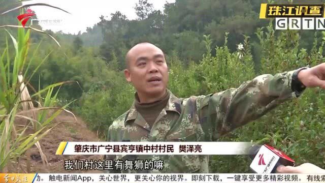 肇庆广宁:本地老猎人“出山” 控制野猪数量