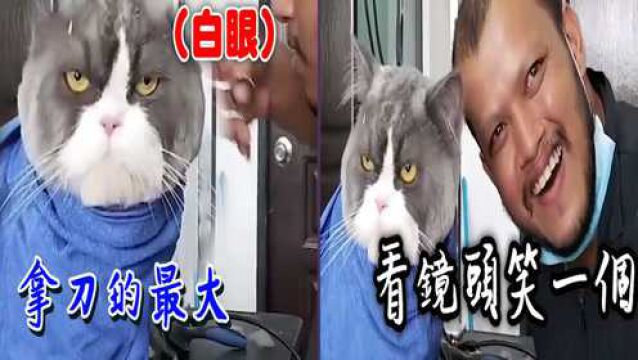 男子为猫修剪毛,猫咪厌世满面怒瞪男子,全程表情惹网友怒笑