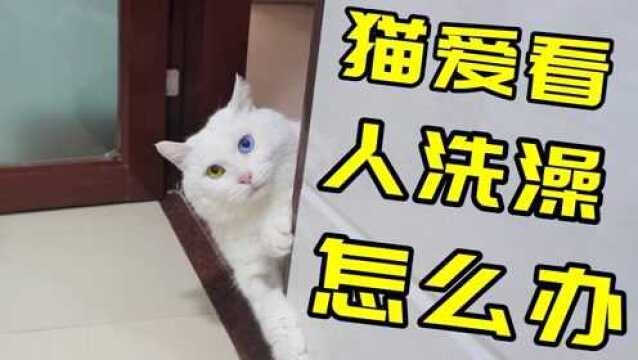 猫咪流氓氓,看人洗澡澡