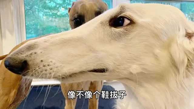 苏俄猎狼犬,真的能猎狼吗?