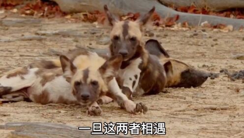  斑鬣狗三杀非洲野犬，草原二哥名不虚传，野犬群毫无脾气！