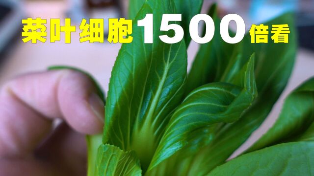 青菜叶子放大1500倍看,一个个细胞好漂亮