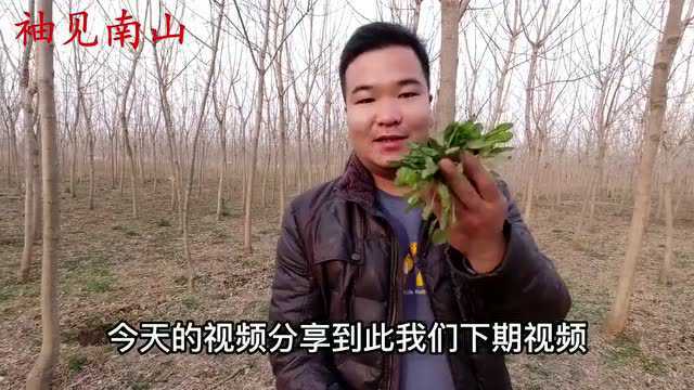 鸡肠草又叫“地胡椒”价值好,竟是养生食材?看视频涨知识了