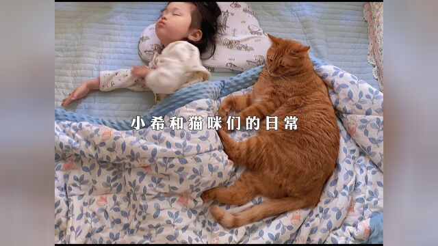 猫咪公主和猫咪们一起睡觉,一起玩耍的日常#宠物