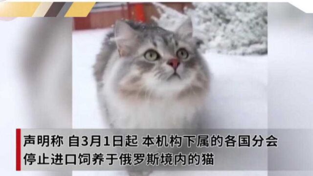 俄罗斯的猫也被“制裁”了,猫科动物国际联合会发声明