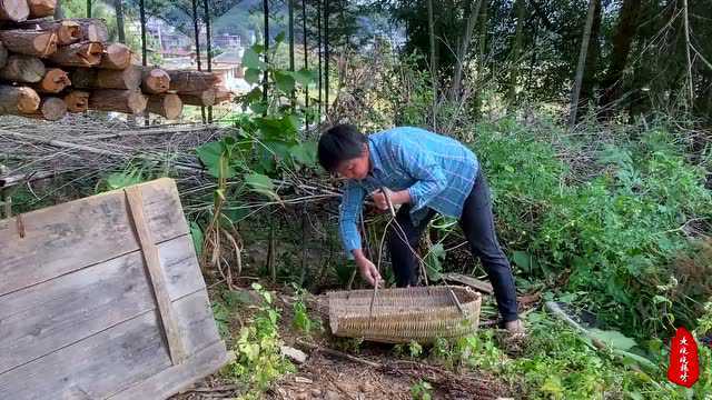 屋外长出几颗野生雪莲果,树高叶茂,农村大妈挖下去失望了