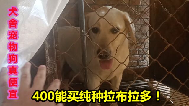 农村犬舍宠物狗太便宜,400块钱能买纯种金毛,犬舍的真实价格!