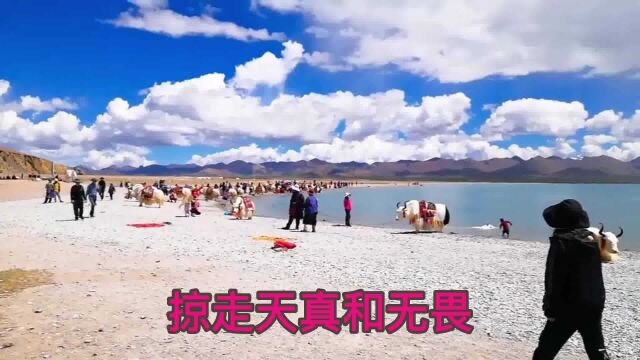 最新流行的歌曲《谁》好听,大气豪迈