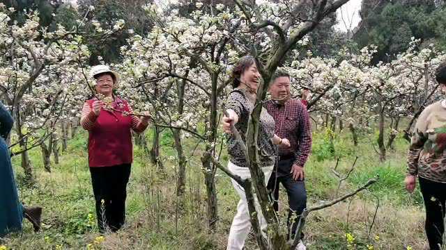 潼南花岩梨花节来啦!一场梨花雪,惊艳整个春天!