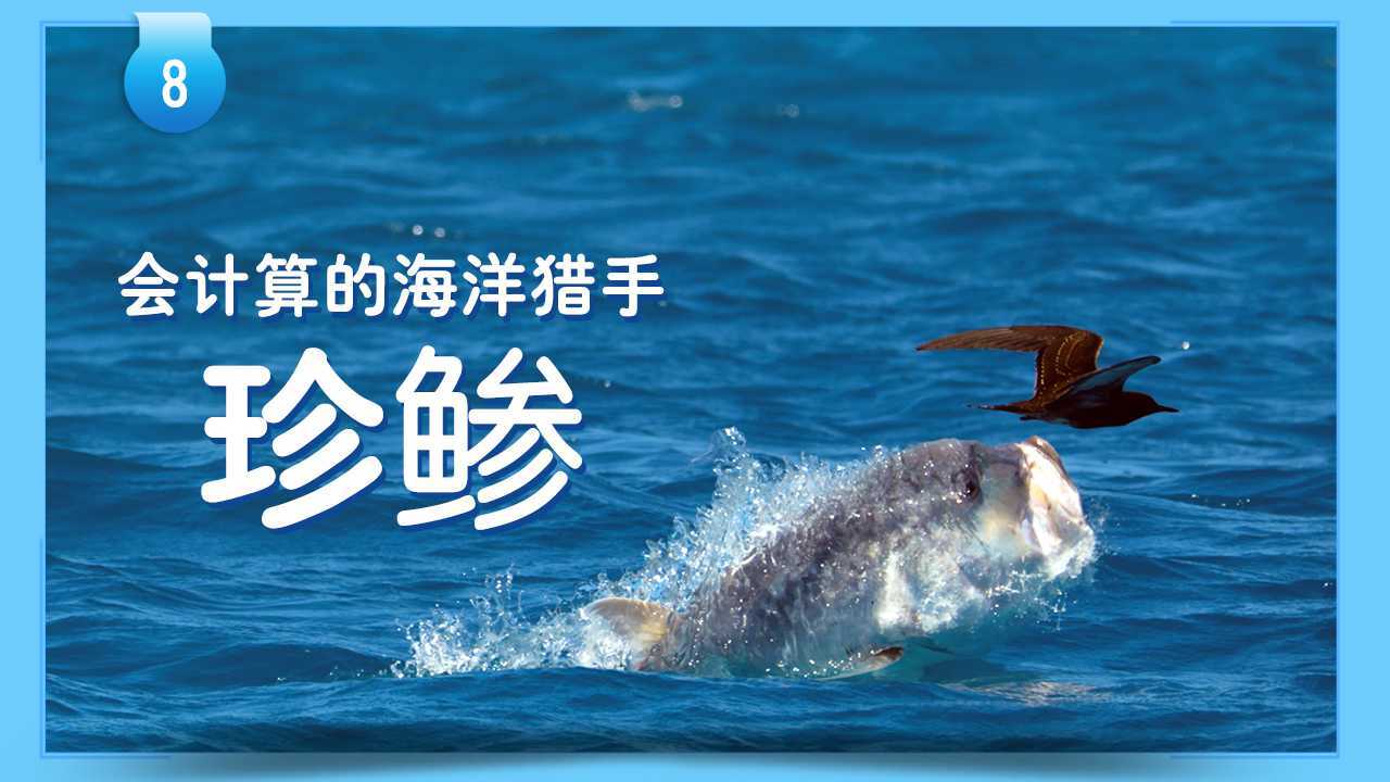 第08集 鱼类大百科1：珍鲹_高清1080P在线观看平台_腾讯视频