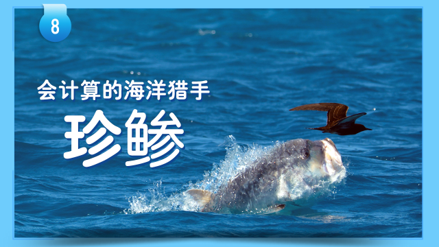 第08集 鱼类大百科1:珍鲹