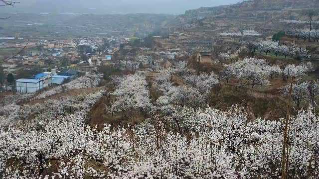 【老安走乡村】细雨清风入乡梦,杏花红紫满眼春