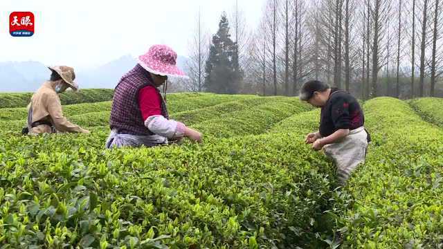 【县区】仪式感满满!湄潭春茶开采啦