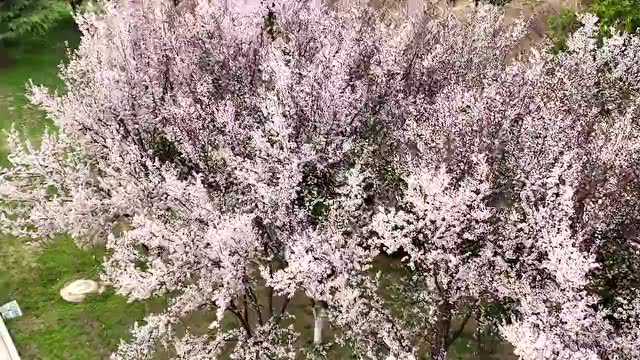 【商丘美景】最近的日月湖景区太美,忍不住和你分享~