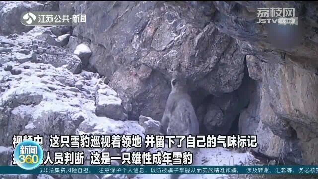 实拍!巡视领地留气味标记 甘肃一野生雪豹现身祁连山脉