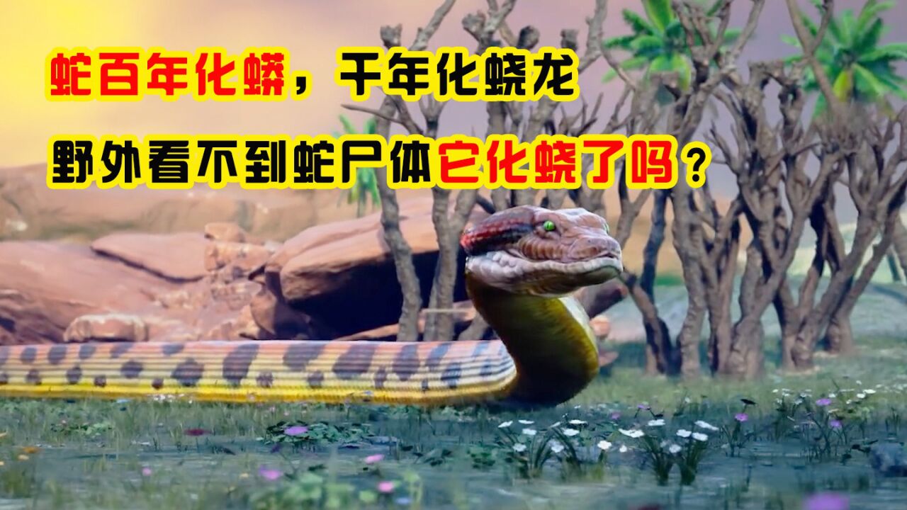 "蛇百年化蟒,千年化蛟",荒野看不到死蛇尸体,它是化蛟了吗?