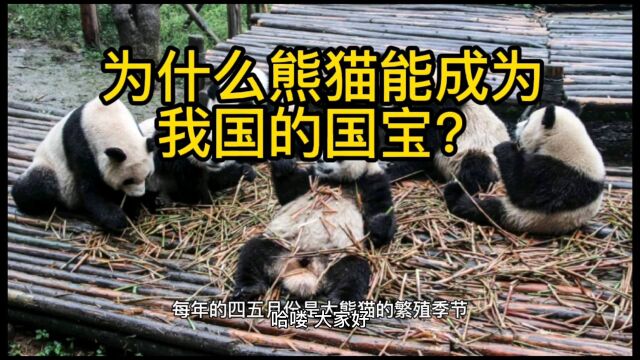 为什么熊猫能成为我国的国宝呢?它究竟有哪些特点呢?