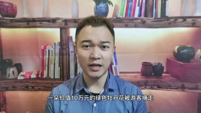 价值10万?洛阳公园网红绿牡丹被摘走