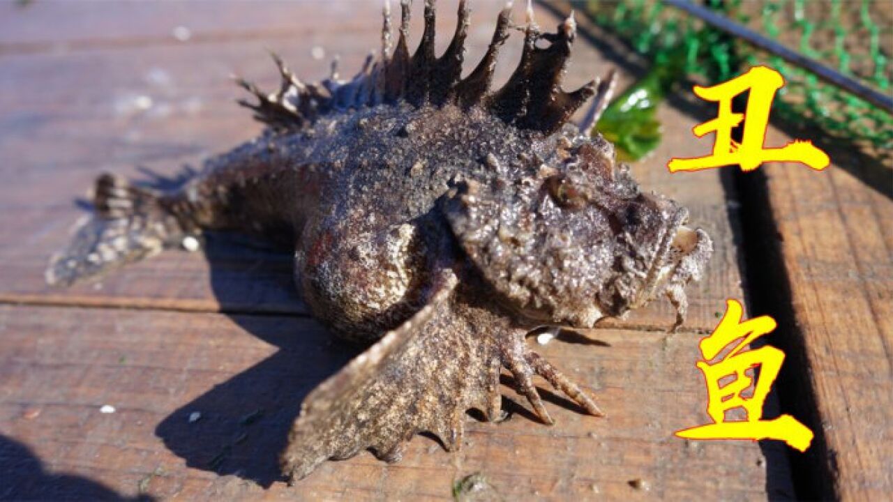 老虎鱼长得奇丑无比,刺带有剧毒,但肉质是常见鱼类里最鲜美的