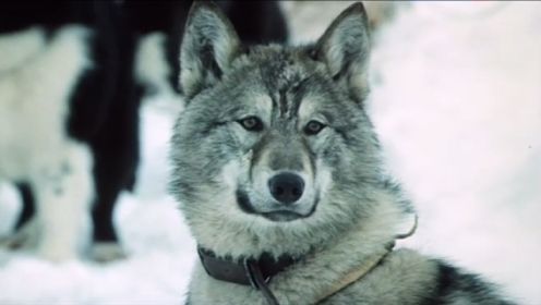 男子救了一条野狼，野狼为了报答，成为雪橇犬领头帮他干活！