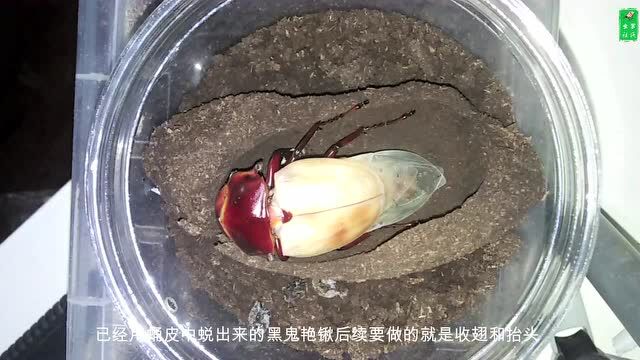 兜锹幼虫饲养入门第一辑 基础认知 | 罗氏虫社