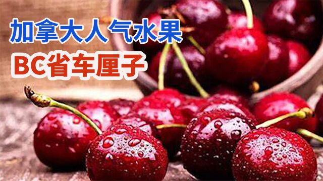 加拿大农民采摘鲜甜车厘子:果实饱满汁水润口畅销欧亚洲