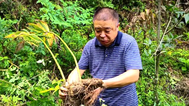 大美科技特派员 | 江西省林业科学院科技特派团:科技服务助脱贫 赣鄱中药香满林