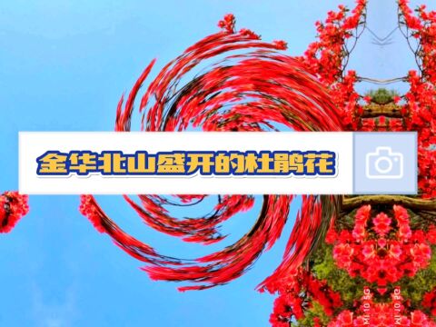 金华北山杜鹃花盛开