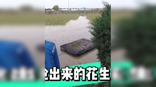 兴城市今日接连降雨,农民自制小船水中抢收花生