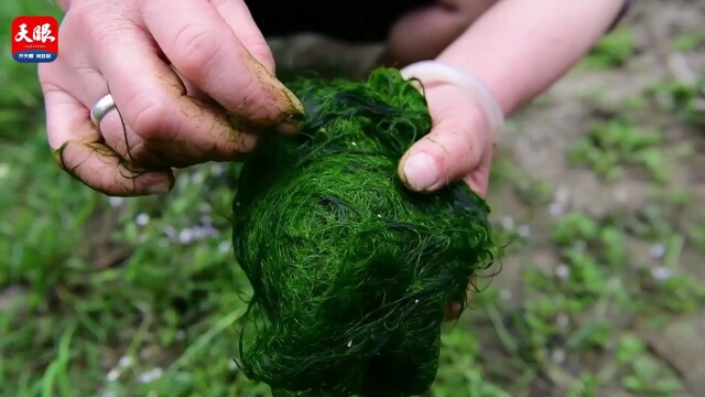 春天里的美食:稻田的"青苔"也能做菜吃