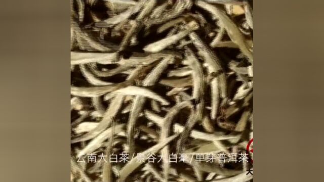 兰香回甘甜润耐泡【景谷大白毫】【古树银针】,云南大白茶芽,白毫银针标准品