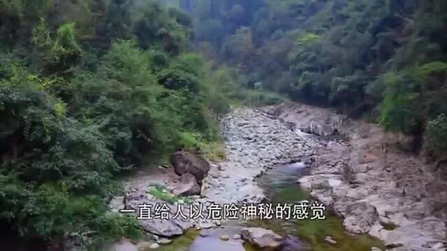 剧毒死亡雨林中发现“人形珍兽”,白脸金发,世界仅存100只,外国人都看傻了