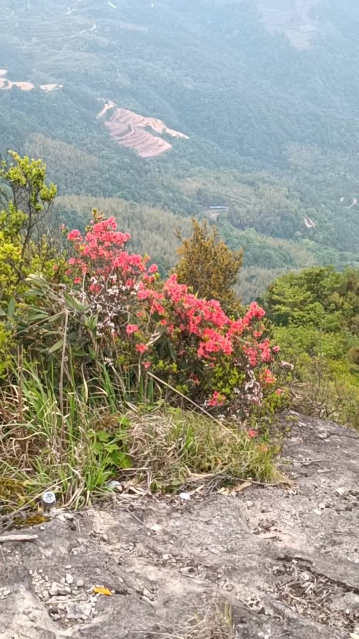 打卡太湖山尖杜鵑花谷發現石壁上的紅杜鵑