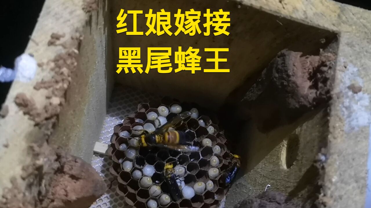 全身黑色的胡蜂 全身黑色的鸟是什么鸟
