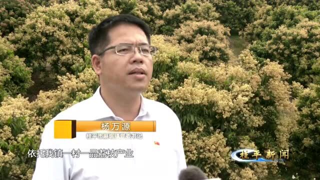 上新闻:桂平麻垌镇的6000亩花开了,你睇睇…