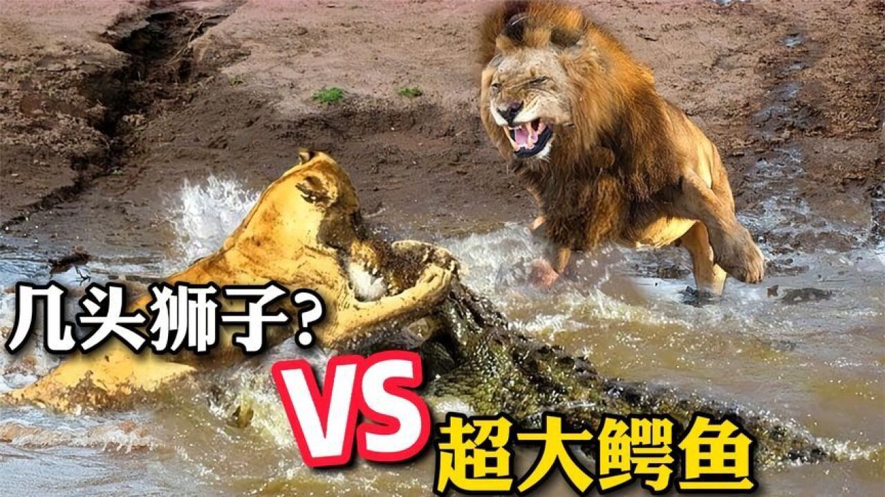 虎后玛琪丽杀死的超大鳄鱼,换成狮子对付,需要几头呢?