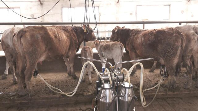 伊犁州直加快新疆褐牛产业集群建设