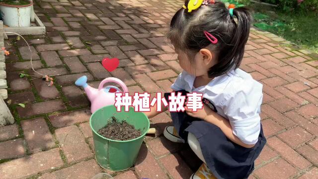 幼儿园种植小故事