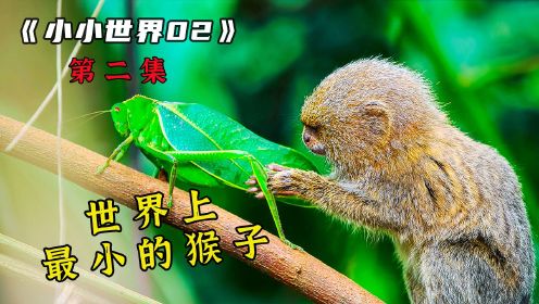 一棵树上生存着5000多种生物，猴子只有巴掌大小