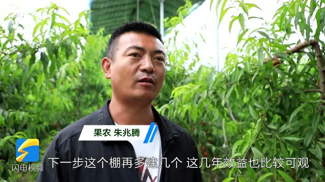 潍坊市坊子区:脆甜的大棚油桃“抢鲜”上市 一个棚能卖5万元